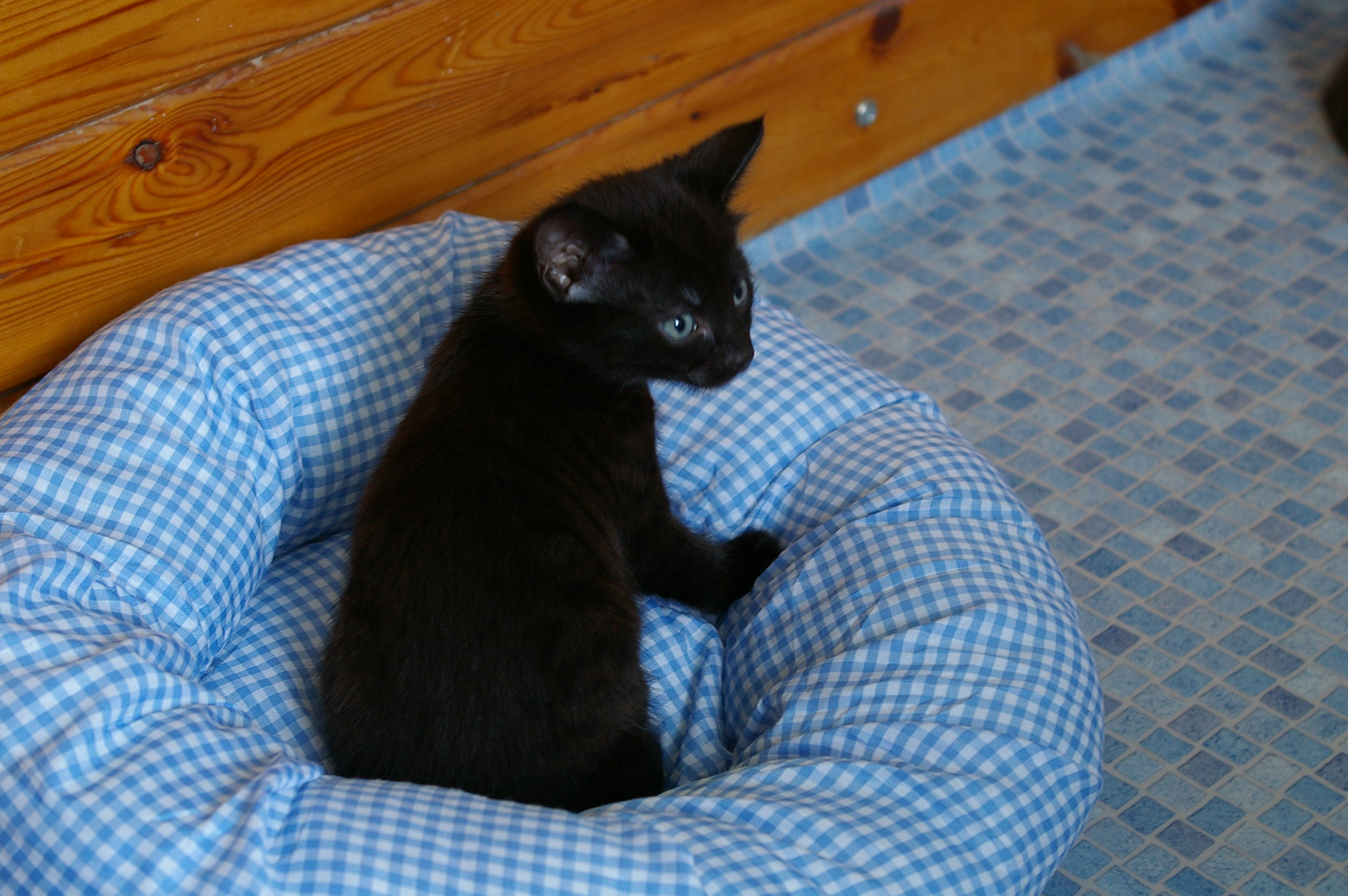 A at nisi erat consequat lobortis ipsum fringilla facilisis quisque